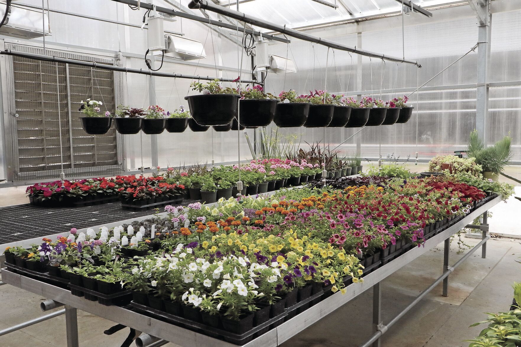 PHOTOSSHSHorticultureplantsale043022327.jpg